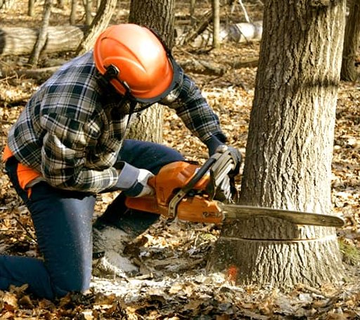 Tree Removal in Howard, OH
